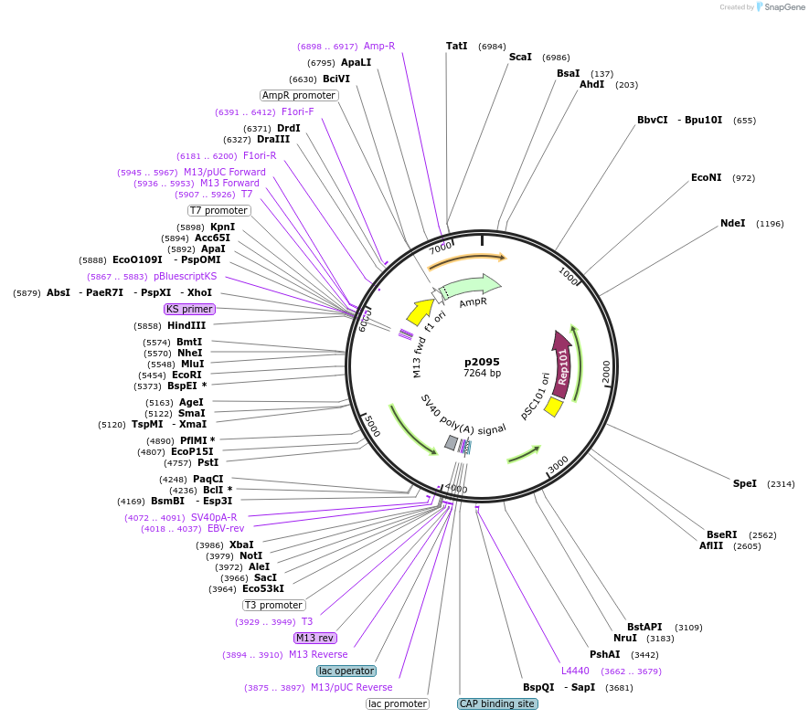 198142-plasmid-map-sequence-id-388080
