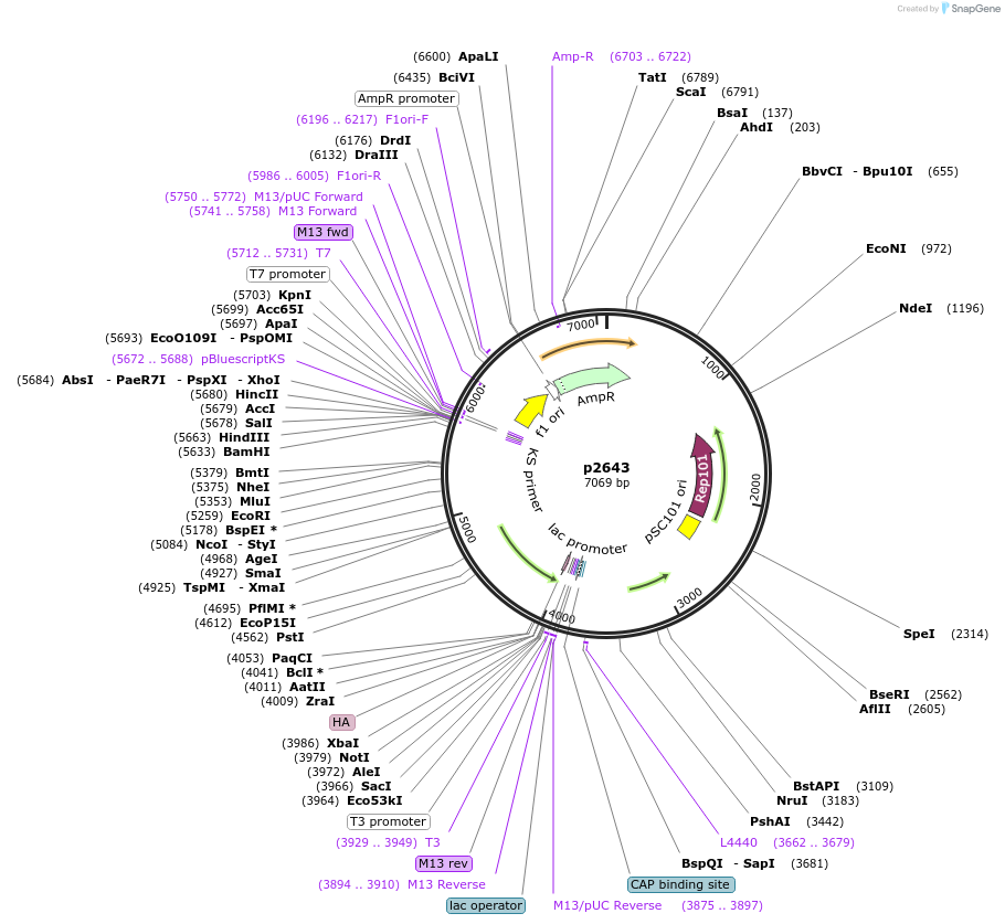198145-plasmid-map-sequence-id-388081