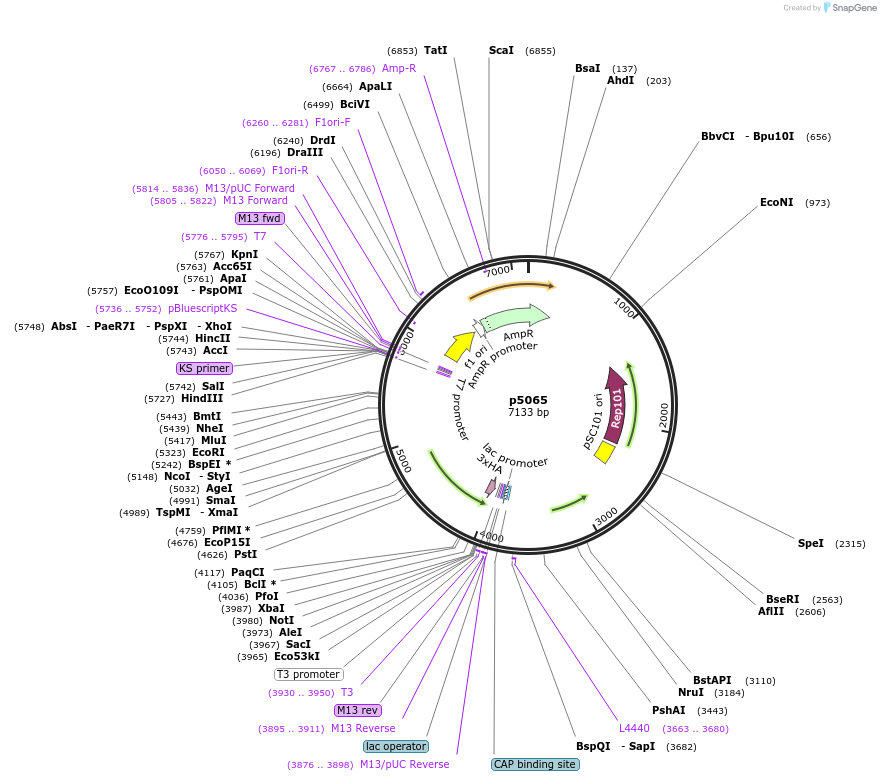 198155-plasmid-map-sequence-id-388082
