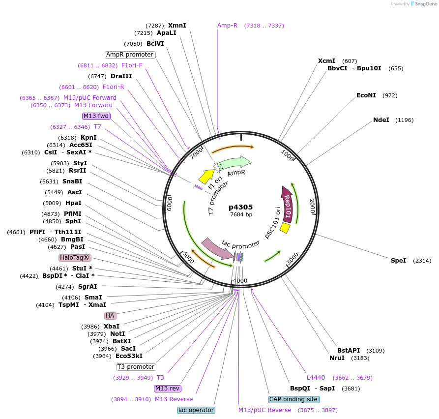 198150-plasmid-map-sequence-id-388083