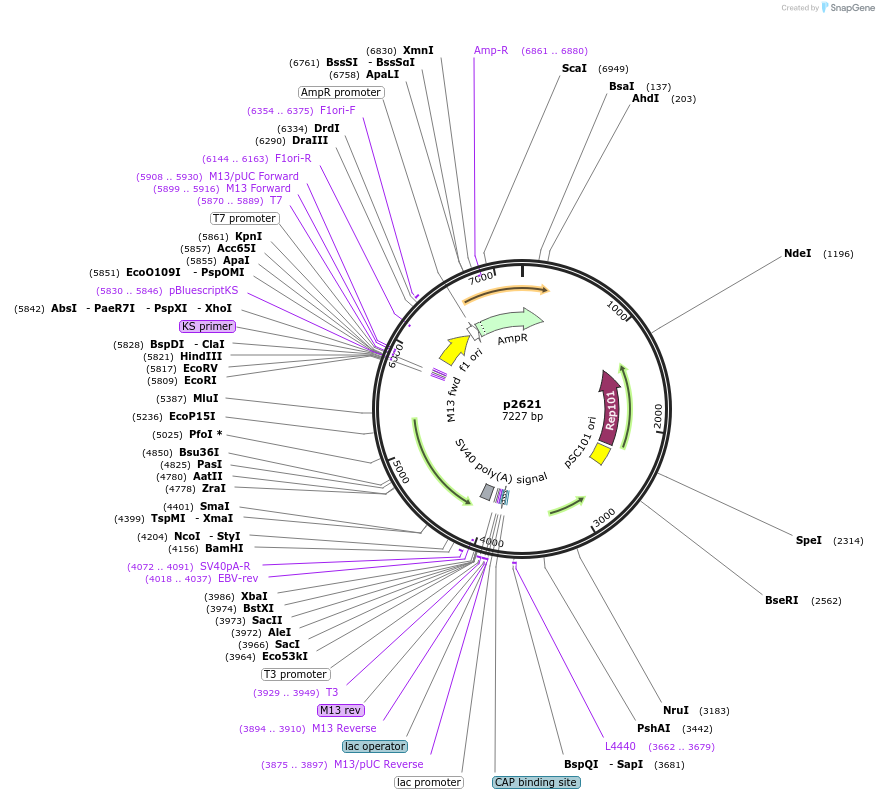198144-plasmid-map-sequence-id-388085