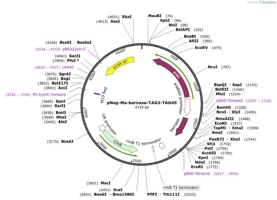 197572-plasmid-map-sequence-id-388086