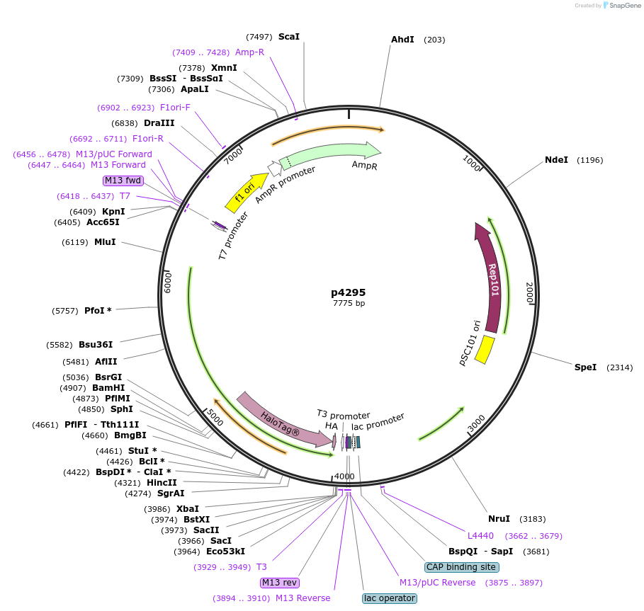 198153-plasmid-map-sequence-id-388088