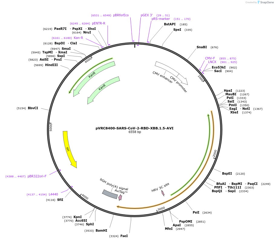 198466-plasmid-map-sequence-id-388113