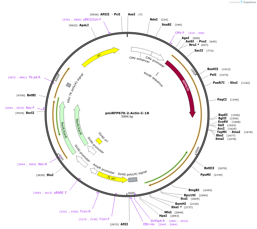 197218-plasmid-map-sequence-id-388115