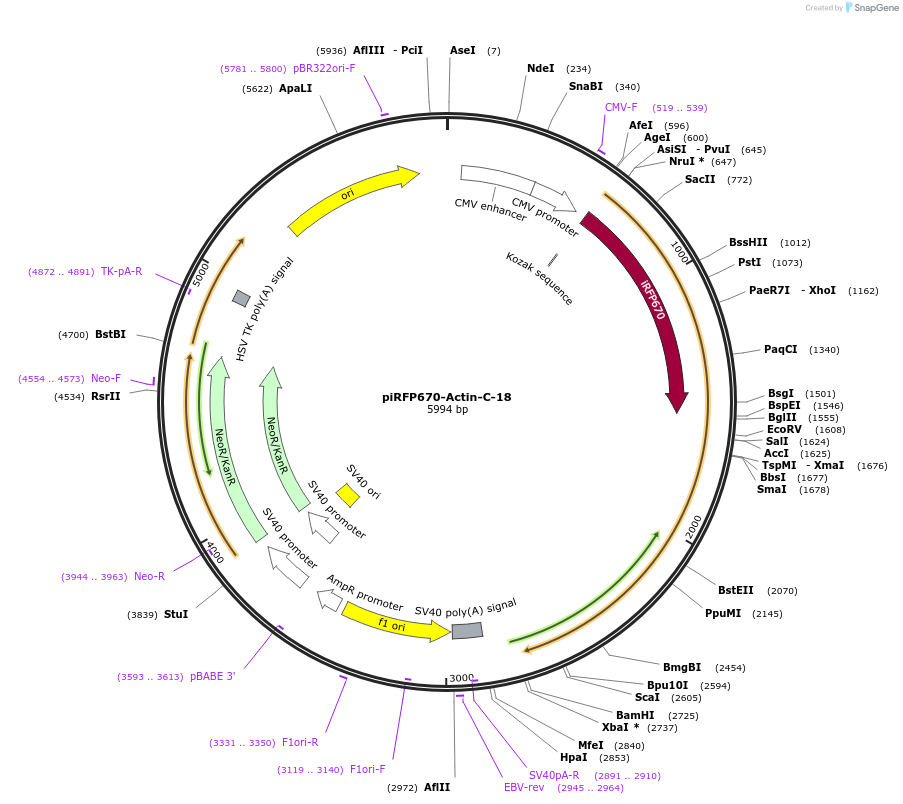 197217-plasmid-map-sequence-id-388124