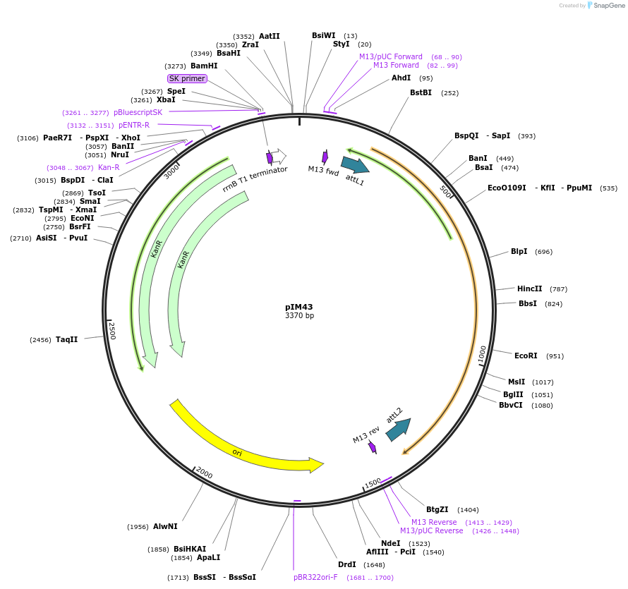 193537-plasmid-map-sequence-id-388130