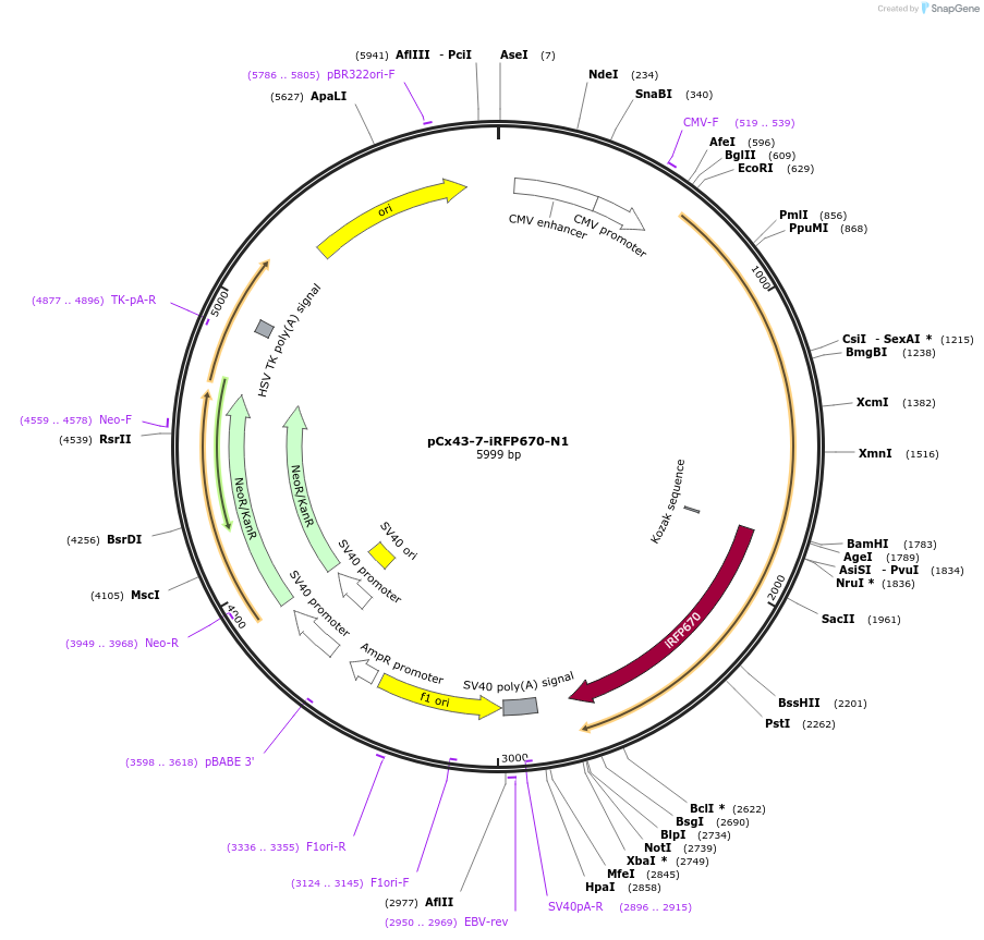197222-plasmid-map-sequence-id-388131