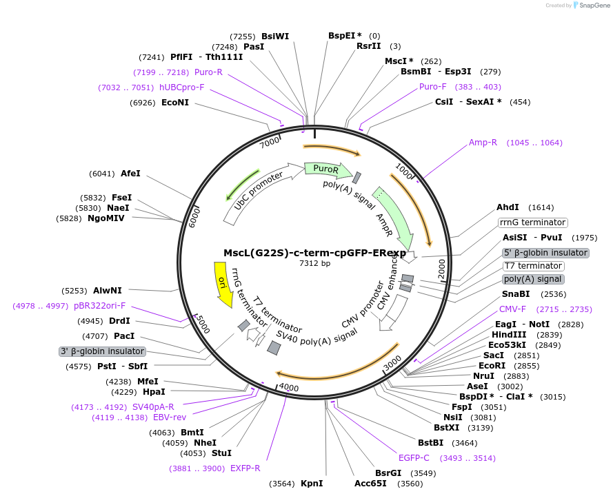 195346-plasmid-map-sequence-id-388133