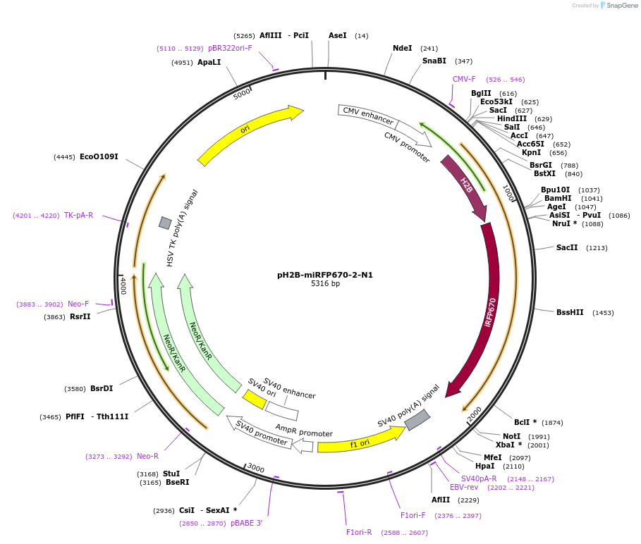 197228-plasmid-map-sequence-id-388135