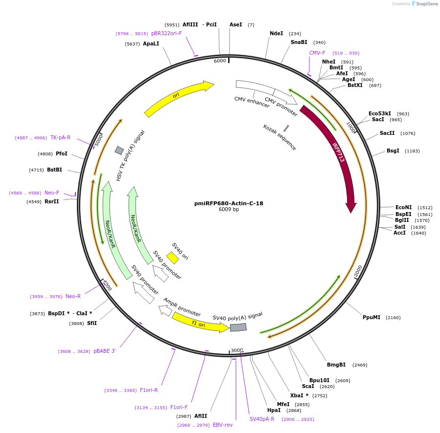 197219-plasmid-map-sequence-id-388146