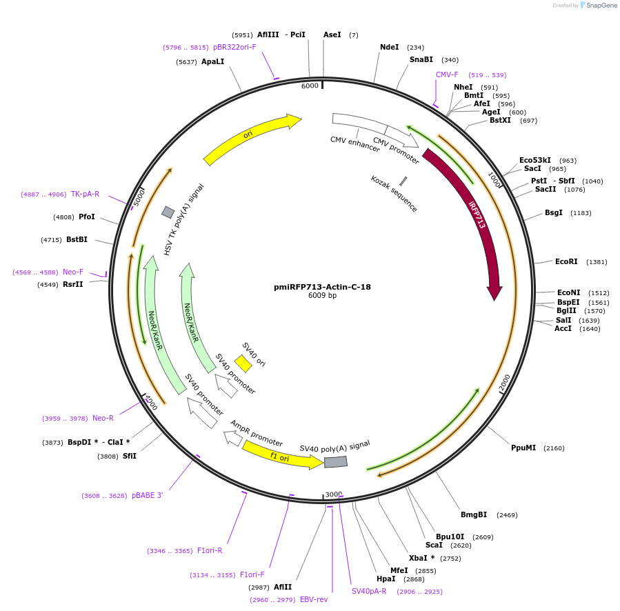 197220-plasmid-map-sequence-id-388147