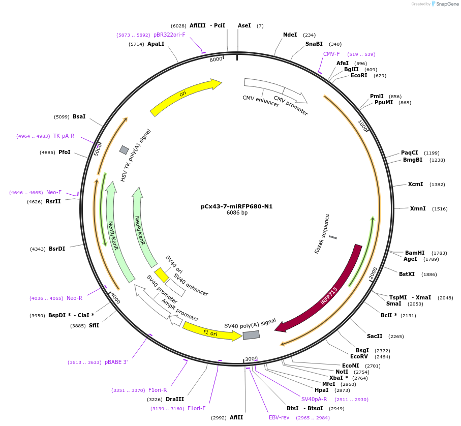 197224-plasmid-map-sequence-id-388149