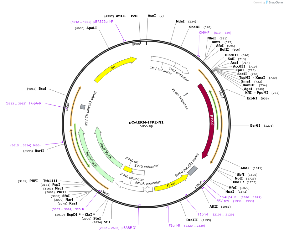 197193-plasmid-map-sequence-id-388151