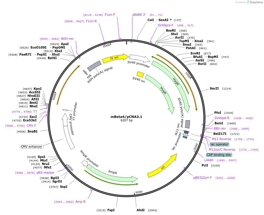 197316-plasmid-map-sequence-id-388157