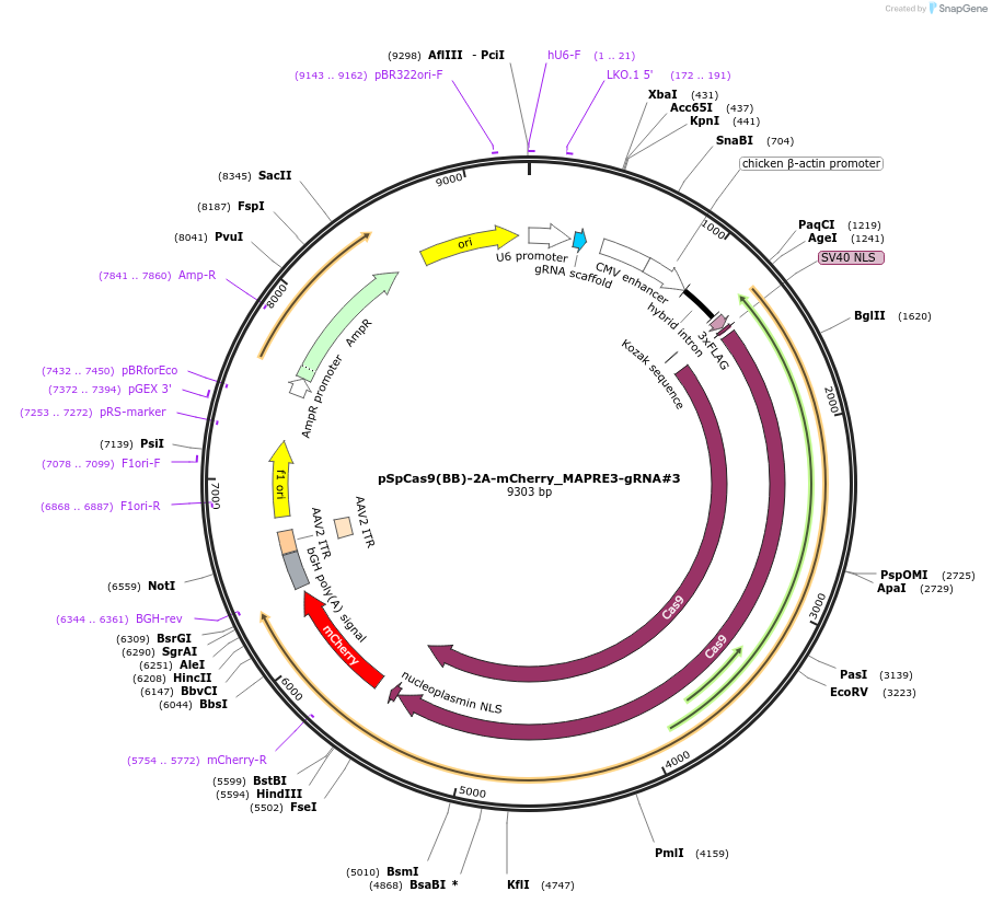 197423-plasmid-map-sequence-id-388173