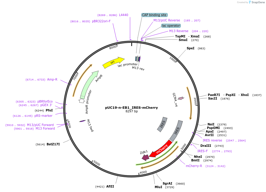 197427-plasmid-map-sequence-id-388174
