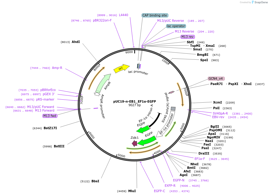 197430-plasmid-map-sequence-id-388175