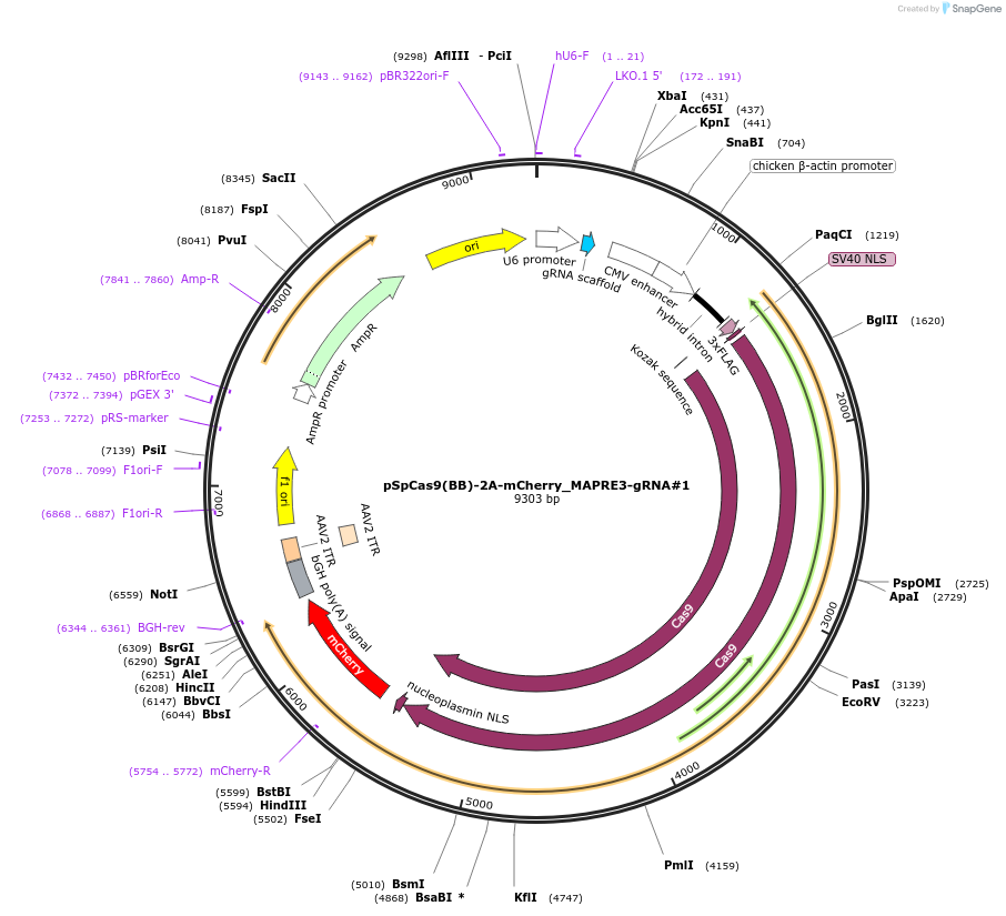 197421-plasmid-map-sequence-id-388176