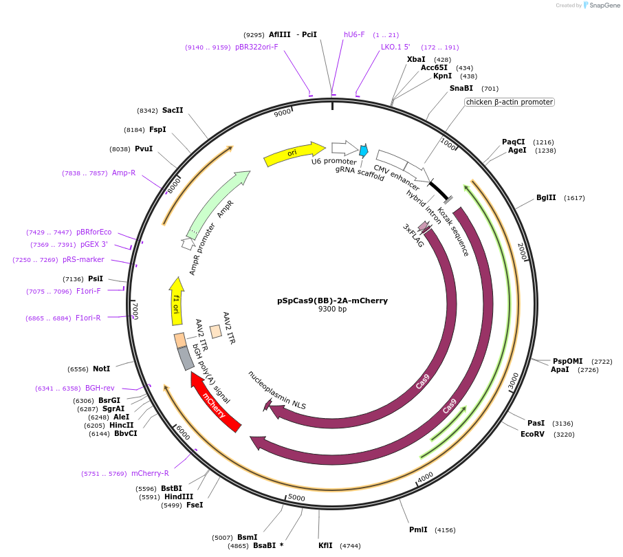 197420-plasmid-map-sequence-id-388179