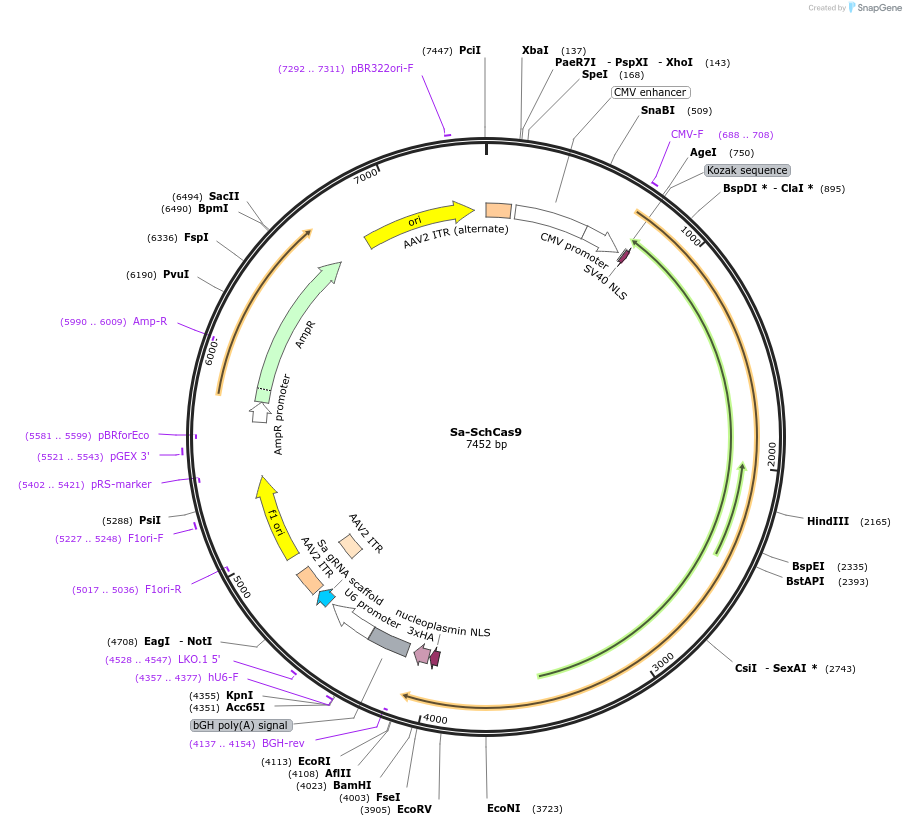 192137-plasmid-map-sequence-id-388181
