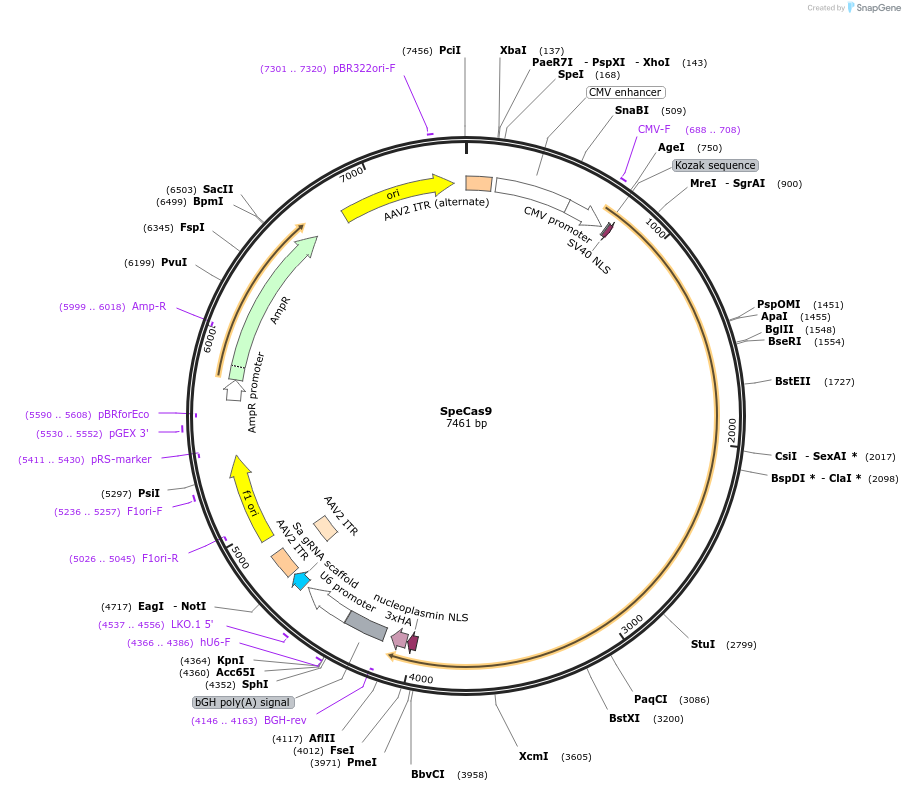 192139-plasmid-map-sequence-id-388183