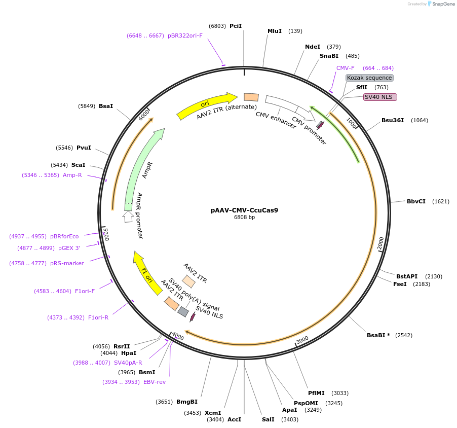192127-plasmid-map-sequence-id-388184