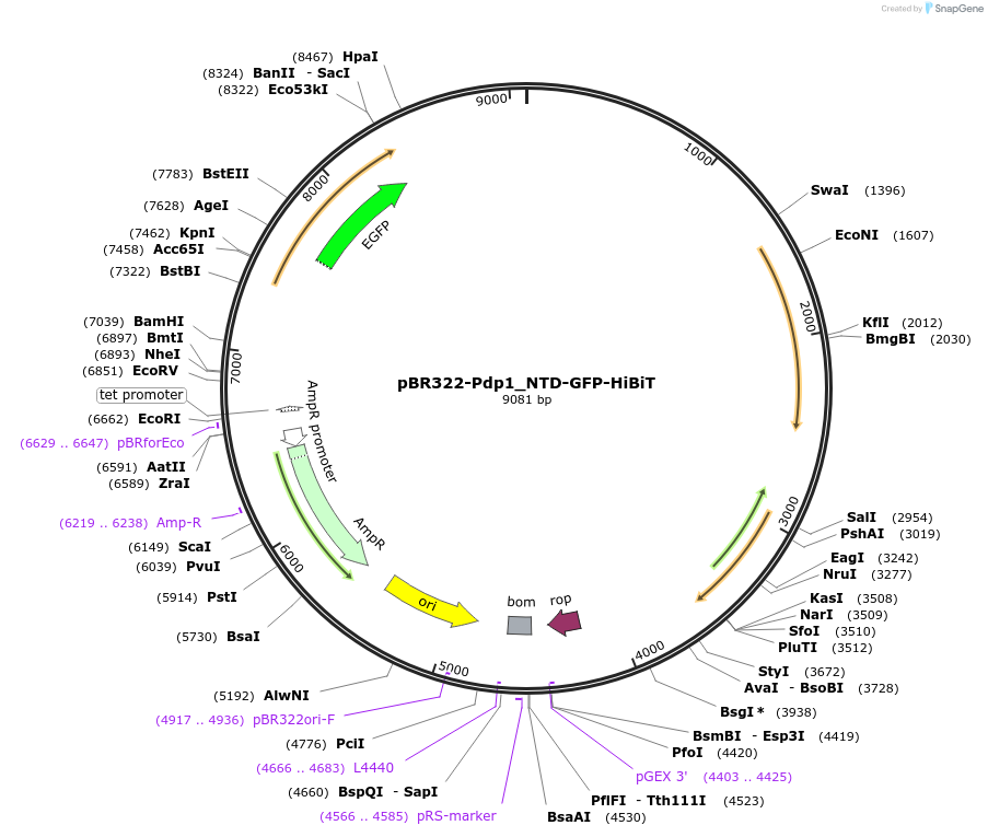 198317-plasmid-map-sequence-id-388202