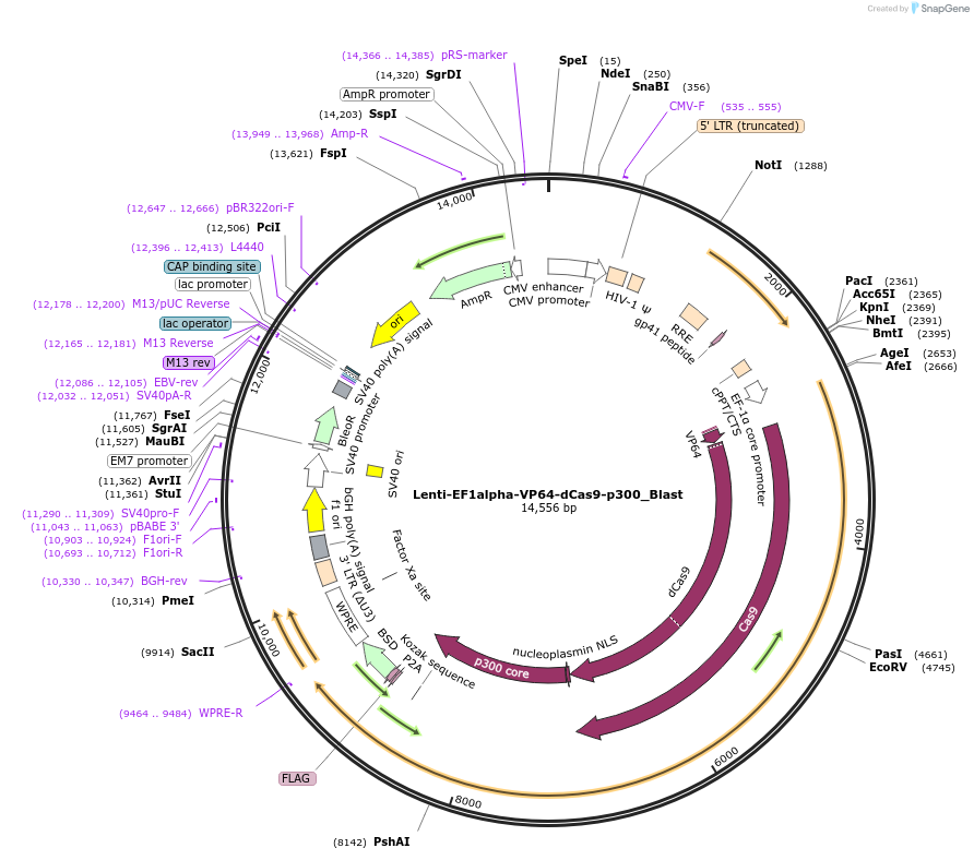 192654-plasmid-map-sequence-id-388206