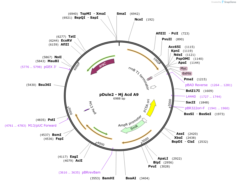 197652-plasmid-map-sequence-id-388215