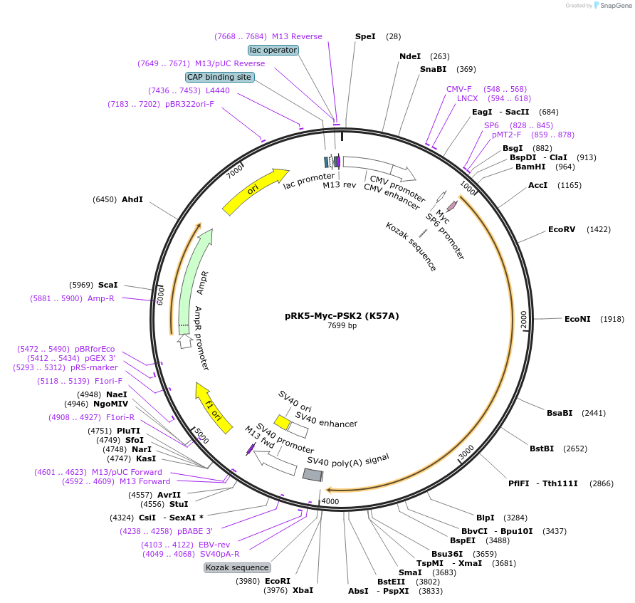 197118-plasmid-map-sequence-id-388233