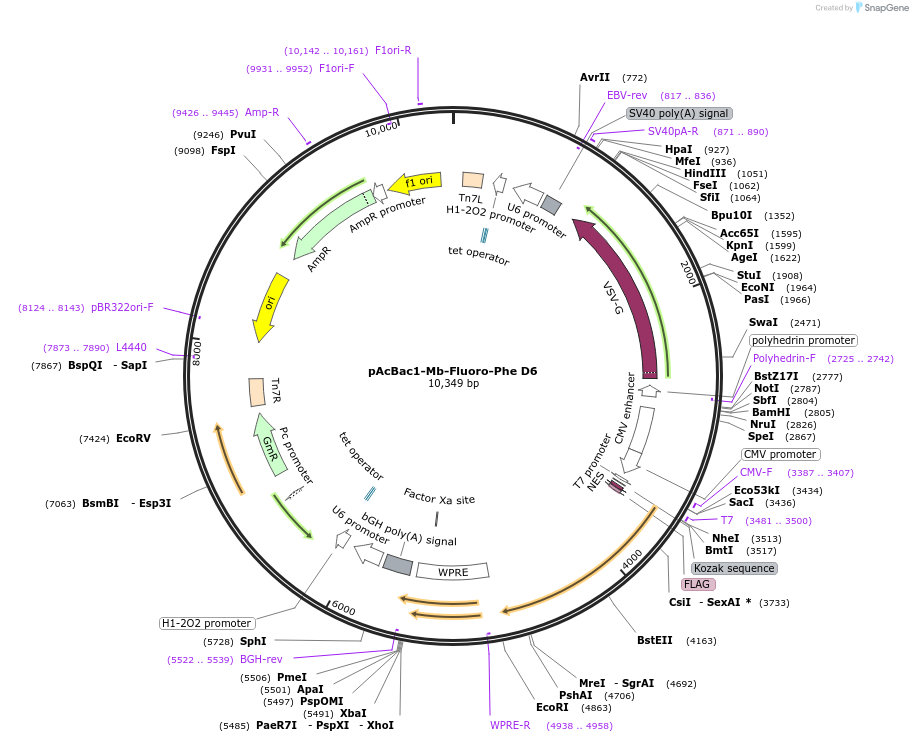 197577-plasmid-map-sequence-id-388240