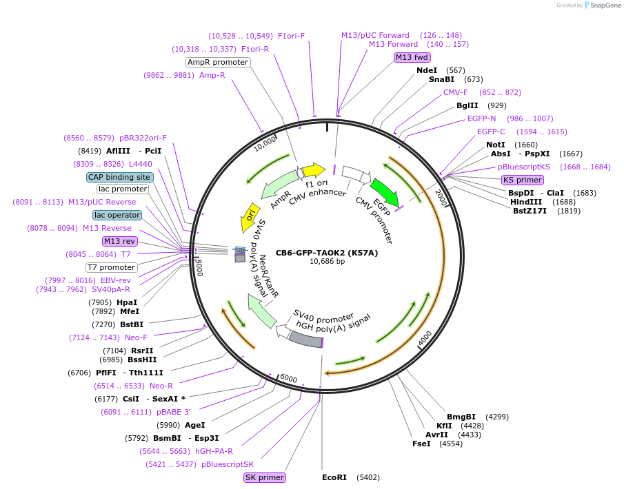 197114-plasmid-map-sequence-id-388241