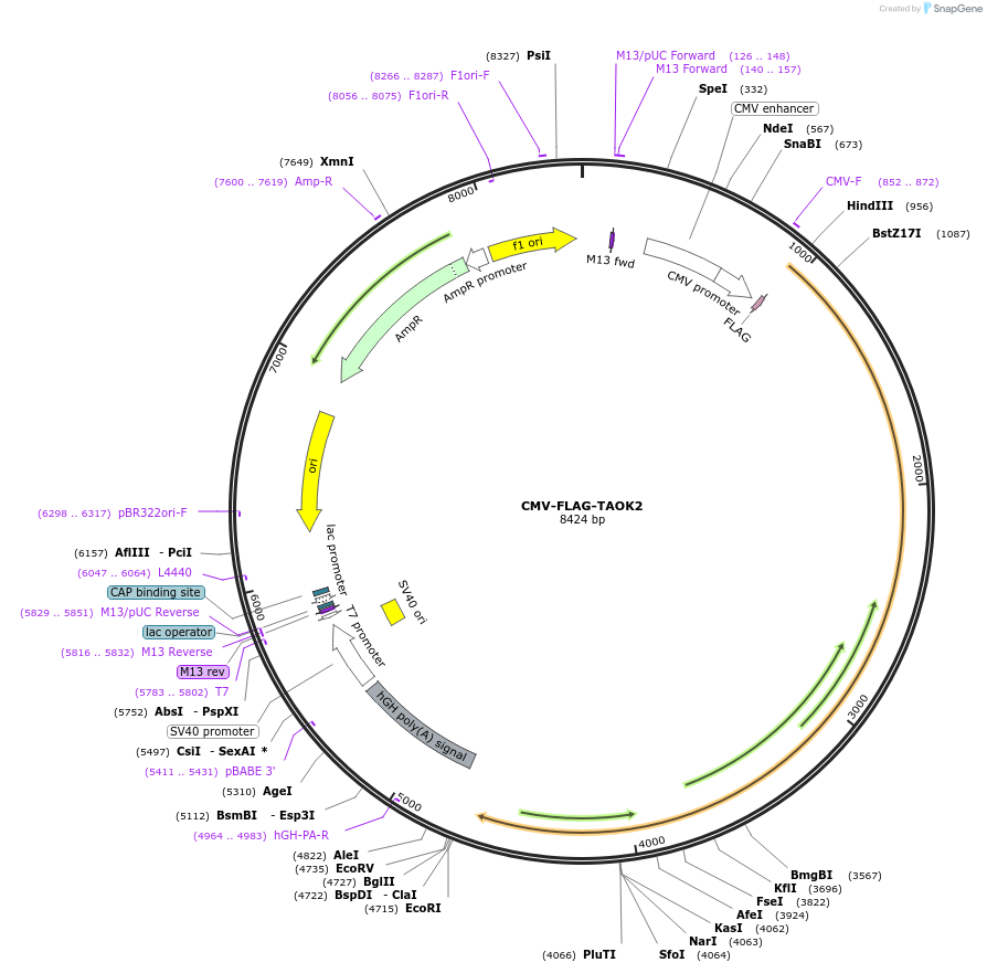 197862-plasmid-map-sequence-id-388242