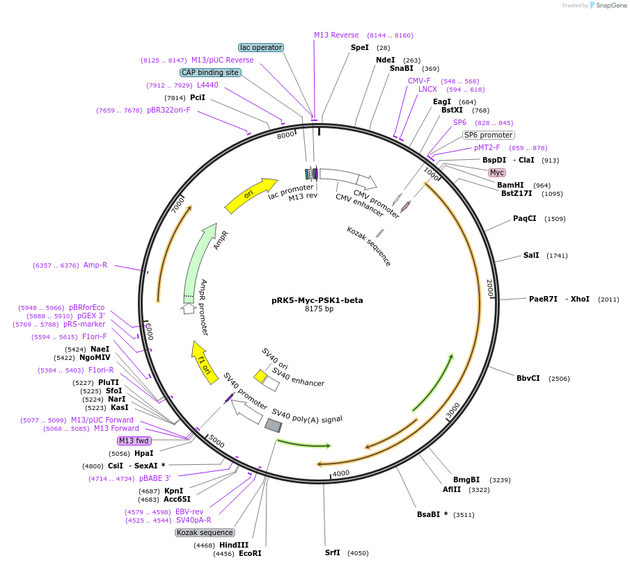197121-plasmid-map-sequence-id-388256