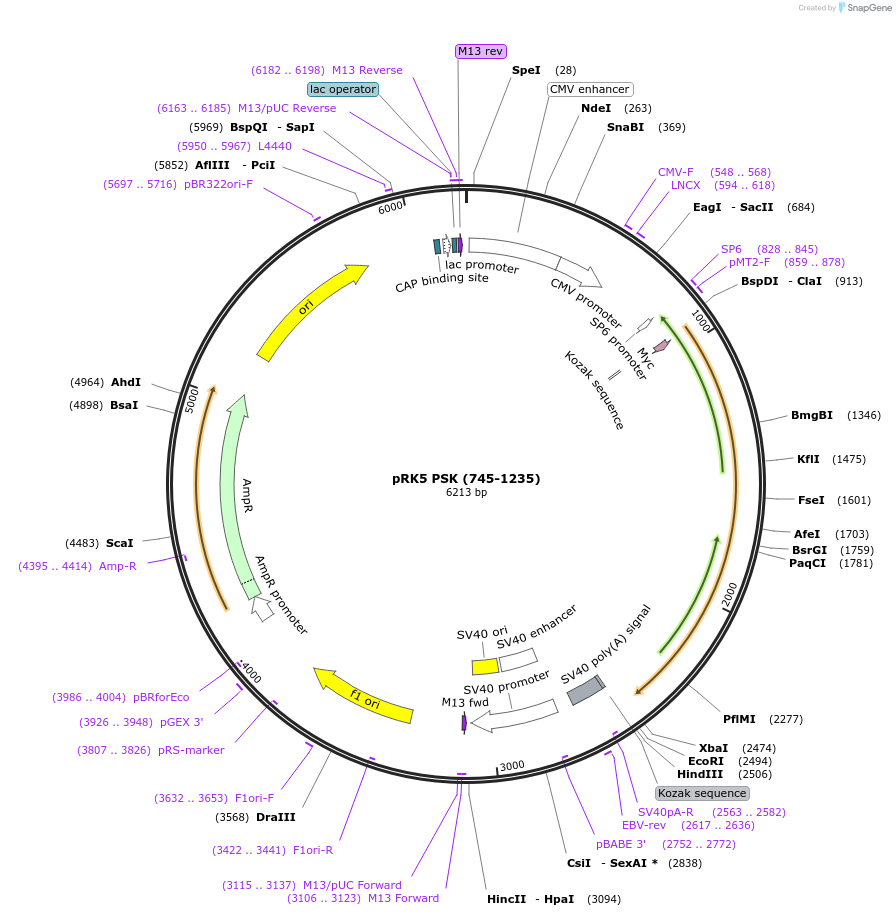 197863-plasmid-map-sequence-id-388268