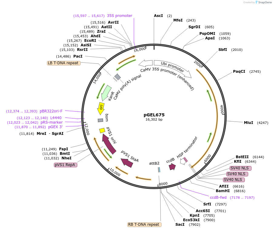 196822-plasmid-map-sequence-id-388276