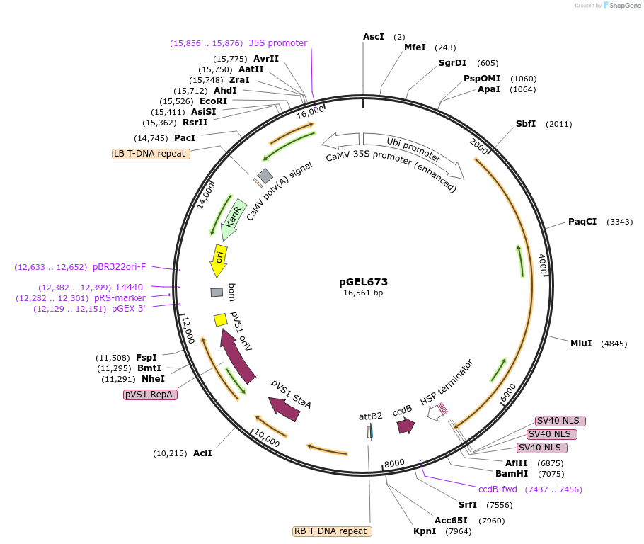 196821-plasmid-map-sequence-id-388280
