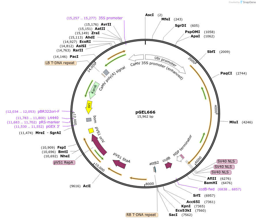 196814-plasmid-map-sequence-id-388282