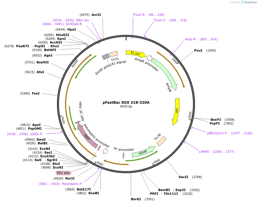 192060-plasmid-map-sequence-id-388283