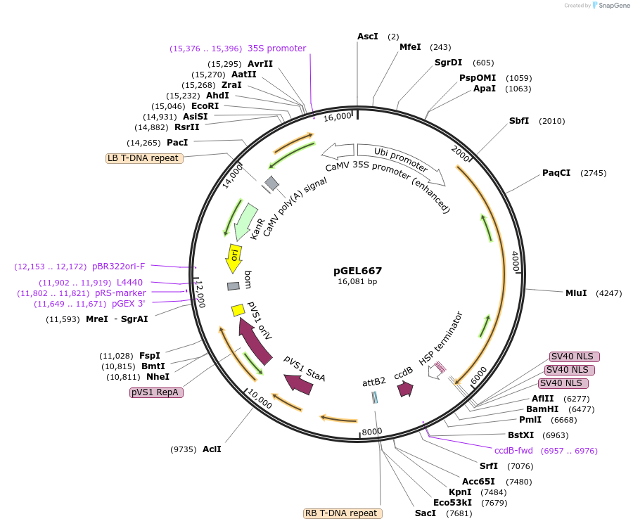 196815-plasmid-map-sequence-id-388284