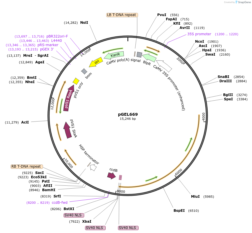 196817-plasmid-map-sequence-id-388290