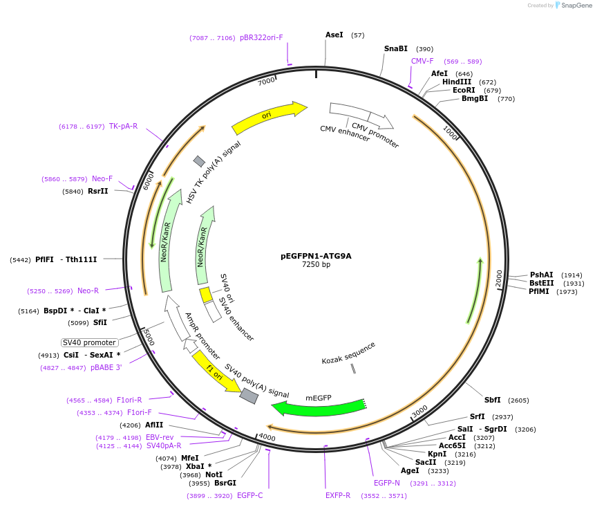 198529-plasmid-map-sequence-id-388296