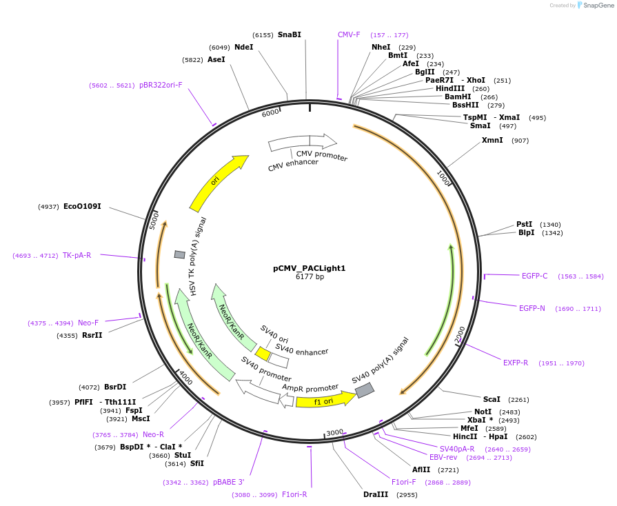 197864-plasmid-map-sequence-id-388329