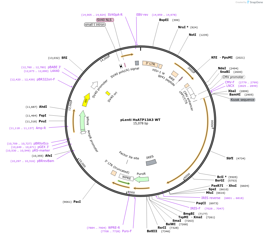 195849-plasmid-map-sequence-id-388335