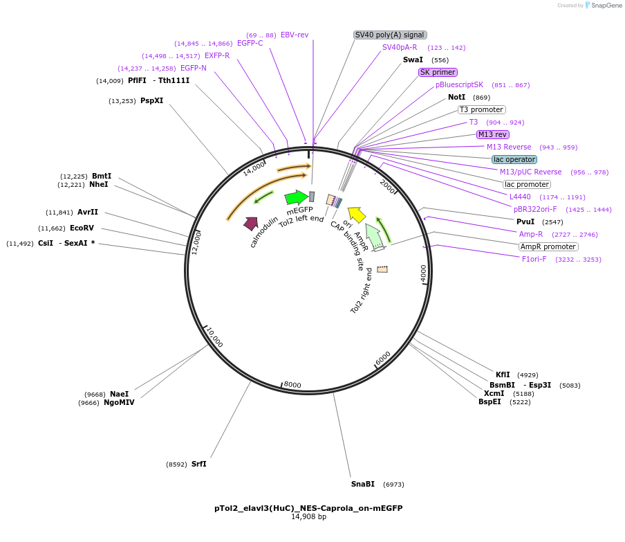 194697-plasmid-map-sequence-id-388357