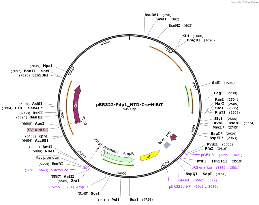 198318-plasmid-map-sequence-id-388358