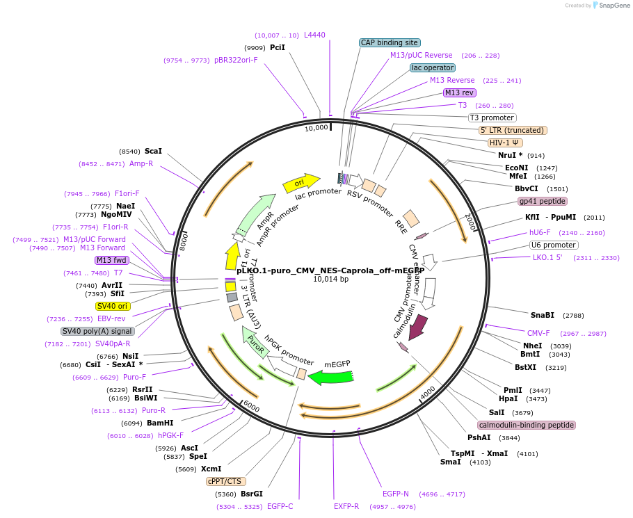 194695-plasmid-map-sequence-id-388364