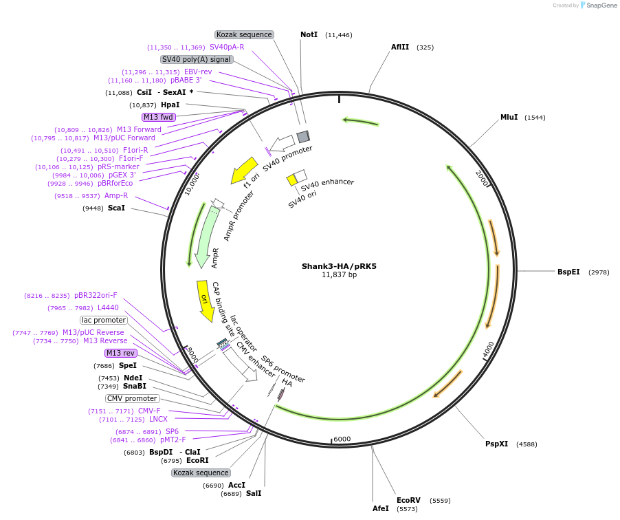197335-plasmid-map-sequence-id-388451