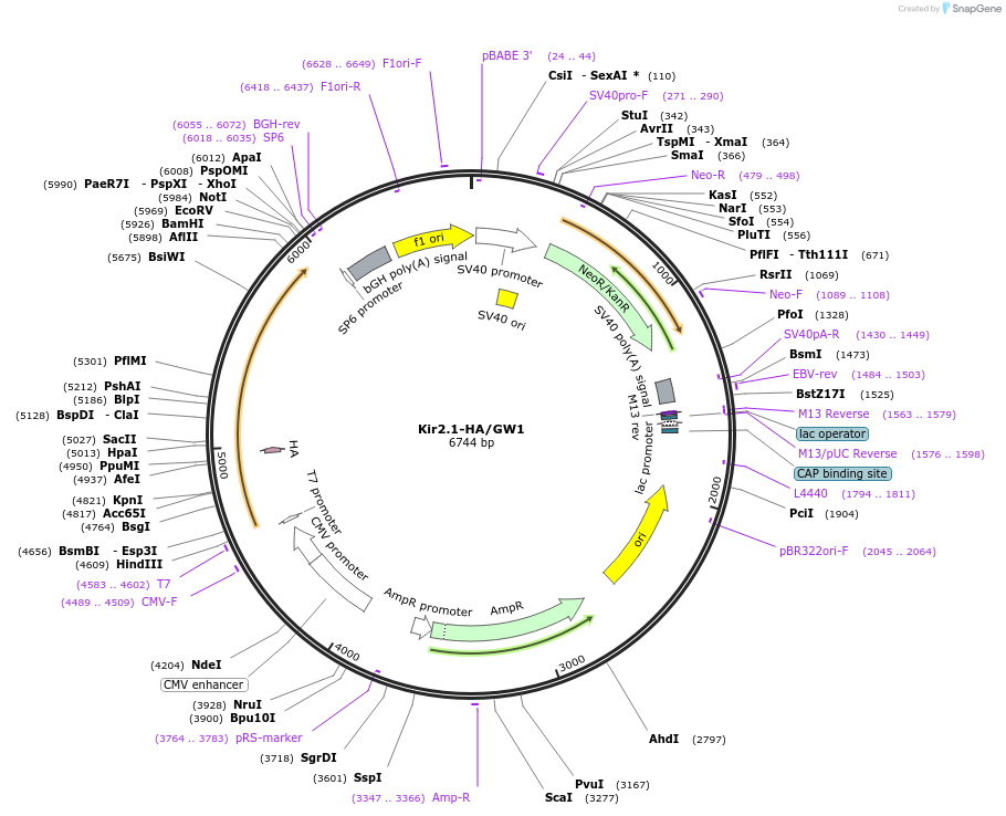 197342-plasmid-map-sequence-id-388454